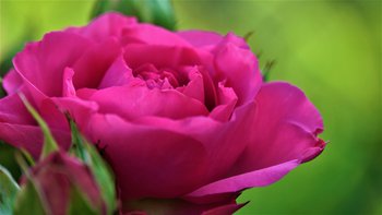 Rose Frauentag Bild von Mylene2401 auf Pixabay