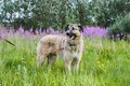 Das Bild zeigt einen beigen Hund an der Leine in der Natur, Bild von chelovekpoddojdem from Pixabay